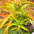 Aloe vanbalenii Seeds - Van Balen's Aloe - Indigenous South African Succulent - NEW
