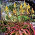 Aloe vanbalenii - Van Balen's Aloe - 5 Seed Pack - Indigenous South African Succulent - NEW
