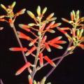Aloe vogtsii Seeds - Vogts`s Aloe - Indigenous Succulent - Combined Worldwide Shipping