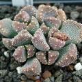 Aloinopsis luckhoffii - 10 Seed Pack Indigenous Succulent Mesemb - Worldwide Shipping, NEW