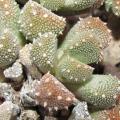 Aloinopsis luckhoffii - 10 Seed Pack Indigenous Succulent Mesemb - Worldwide Shipping, NEW