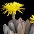 Aloinopsis orpenii Seeds - Indigenous Succulent Mesemb - Worldwide Shipping, NEW