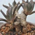 Aloinopsis orpenii Seeds - Indigenous Succulent Mesemb - Worldwide Shipping, NEW