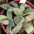 Aloinopsis peersii - 10 Seed Pack Indigenous Succulent Mesemb - Worldwide Shipping, NEW