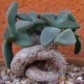 Aloinopsis peersii - 10 Seed Pack Indigenous Succulent Mesemb - Worldwide Shipping, NEW