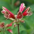Alstroemeria psittacina - Inca Parrot Lily - 10 Seed Pack - Flat Ship Rate - NEW - Perennial Bulbous
