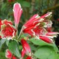 Alstroemeria psittacina - Inca Parrot Lily - 10 Seed Pack - Flat Ship Rates - Perennial Bulbous