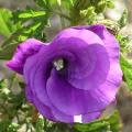 Alyogyne huegelii - Lilac Hibiscus Seeds - Exotic Perennial Flowering Shrub - New