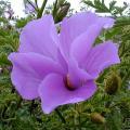 Alyogyne huegelii - Lilac Hibiscus Seeds - Exotic Perennial Flowering Shrub - New