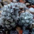 Anacampseros baeseckei Seeds - Indigenous Succulent - Worldwide Shipping,