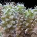 Anacampseros namaquensis Seeds - Indigenous Succulent - Worldwide Shipping, NEW
