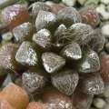 Anacampseros namaquensis - 5 Seed Pack Indigenous Succulent - Worldwide Shipping, NEW