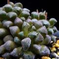 Anacampseros namaquensis - 5 Seed Pack Indigenous Succulent - Worldwide Shipping, NEW
