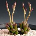 Anacampseros subnuda - 5 Seed Pack Indigenous Succulent - Worldwide Shipping