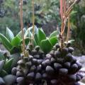 Anacampseros subnuda Seeds - Indigenous Succulent - Worldwide Shipping