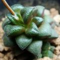 Anacampseros subnuda - 5 Seed Pack Indigenous Succulent - Worldwide Shipping