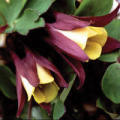 Aquilegia oxysepala - Oriental Columbine Seeds - Exotic Rare Perennial Cut Flowers