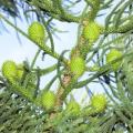 Araucaria cunninghamii - Moreton Bay Pine - 10 Seed Pack - Evergreen Exotic Tree - NEW