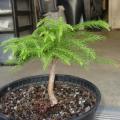 Araucaria heterophylla - Norfolk Island Pine - 5 Seed Pack - Evergreen Exotic Bonsai