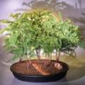 Araucaria heterophylla - Norfolk Island Pine - 5 Seed Pack - Evergreen Exotic Bonsai