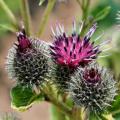 Arctium minus Seeds - Wild Rhubarb - Biennial - New