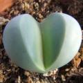 Argyroderma crateriforme Seeds - Indigenous Succulent Mesemb - Combined Global Shipping NEW