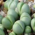 Argyroderma subalbum Seeds - Indigenous Succulent Mesemb - Verfied Seller Global Shipping - NEW