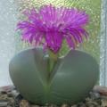 Argyroderma testiculare Seeds - Indigenous Succulent Mesemb - Global Shipping - NEW