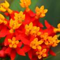 25 Asclepias curassavica Seeds - Evergreen Perennial Flowering Butterfly Shrub - Combined Delivery