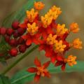 25 Asclepias curassavica Seeds - Evergreen Perennial Flowering Butterfly Shrub - Combined Delivery