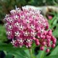 Asclepias incarnata - 25 Seed Pack - Evergreen Perennial Flowering Butterfly Shrub - New