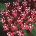 Asclepias incarnata - 25 Seed Pack - Evergreen Perennial Flowering Butterfly Shrub - New