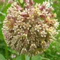 Asclepias syriaca Seeds - Evergreen Perennial Flowering Butterfly Shrub - New