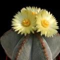 5 Astrophytum myriostigma Seeds - Verified Seller - Exotic Succulent Cactus - NEW