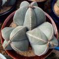 5 Astrophytum myriostigma Seeds - Verified Seller - Exotic Succulent Cactus - NEW