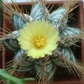 Astrophytum ornatum - 5 Seed Pack - Verified Seller - Exotic Succulent Cactus - NEW
