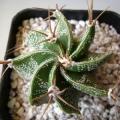 Astrophytum ornatum - 5 Seed Pack - Verified Seller - Exotic Succulent Cactus - NEW