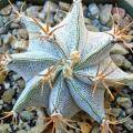 Astrophytum ornatum Seeds - Verified Seller - Exotic Succulent Cactus