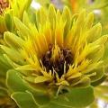 Aulax umbellata - 5 Seed Pack - Indigenous Endemic Cut Flower Fynbos Protea Shrub, New
