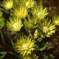 Aulax umbellata - 5 Seed Pack - Indigenous Endemic Cut Flower Fynbos Protea Shrub, New