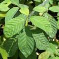 5 Berchemia discolor - Brown Ivory Seeds, Indigenous Evergreen Edible Fruit Tree Medicinal NEW