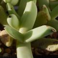 Bijlia tugwelliae Seeds - Indigenous Succulent Mesemb - Global Shipping - NEW
