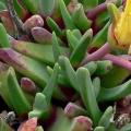 10 Bijlia tugwelliae Seeds - Prince Albert Vygie - Indigenous Succulent Mesemb - Global Shipping