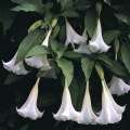 Brugmansia suaveolens - 3 Seed Pack - Fragrant Angel's Trumpet Evergreen Shrub or Small Tree - New