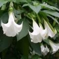 Brugmansia suaveolens - 3 Seed Pack - Fragrant Angel's Trumpet Evergreen Shrub or Small Tree - New