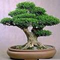 Buxus sempervirens - European Boxwood - 5 Seeds + FREE Gifts Seeds + Bonsai eBook, NEW