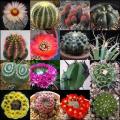 Cactus Mixed Species - 20+ Seed Pack - Exotic Cactus Succulent -Combined Global Shipping