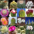 Cactus Mixed Species - 50+ Seed Pack - Exotic Cactus Succulent -Combined Global Shipping