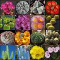Cactus Mixed Species Seeds - Exotic Cactus Succulent -Combined Global Shipping- NEW