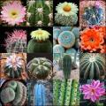 Cactus Mixed Species - 20+ Seed Pack - Exotic Cactus Succulent -Combined Global Shipping